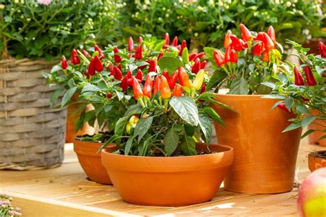 watering pepper plants in containers